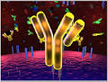 <b>Anticorpo</b> monoclonale