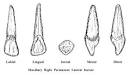Incisors