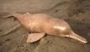 River Dolphin