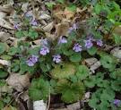 Glechoma hederacea page