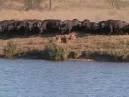 Kruger National Park Facts, information, pictures | Encyclopedia ...