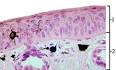 Epithelial Tissue