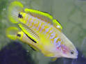 Gobies - The Peacock goby, Pet fish care articles, Ahappypets.