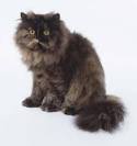Exotic Persian Cats white