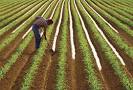 March Farmer- | StLouisCore