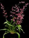 OrchidWeb.com: Orchid Learning Center - Oncidium Care