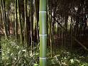 http://www.completebamboo.com/Pic%2520Assets/Growing/bamboo_giantculm.jpg