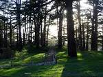 Lebanon Photos - Cedars of the Lord