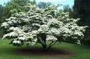 My Dogwood is bleeding?! | Rooftop Linnaeus