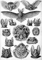Bat - Wikipedia, the free encyclopedia