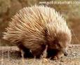 Echidna