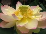 File:Lotus <b>Nelumbo</b> nucifera