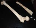 SBMNH: Collections &amp; Research > Anthropology > Anthropology ...