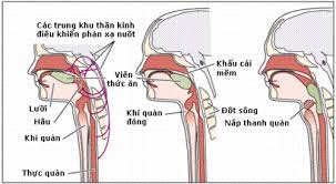 Tiêu hóa ở thực quản Images?q=tbn:ANd9GcS9wcDhcfXvNObjgq2_tJ-6uuQfuGYoHqL3piCSyBfgJyRIDN30