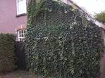 Ivy - <b>Hedera</b> 50-60 cm