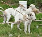 Borzoi Puppies for Sale