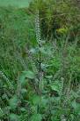 <b>Perilla frutescens</b> plant