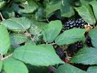 Opiliones differ from spiders in having no "waist", the head, thorax and - via Daymix