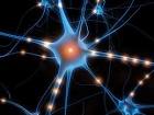 Gandhi" Neurons: a Scientific Basis for Interconnectivity | Metta ...
