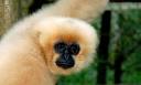 Scientists discover rare ape species in Southeast Asia - The Local