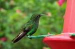 http://upload.wikimedia.org/wikipedia/commons/8/8f/Costa-Rica-colibri-humming-bird.jpg