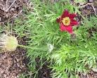 <b>Ranunculaceae</b> sp.