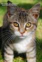 Petit chat , images de chats | Images, Banque de photos ... 