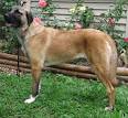 Anatolian Shepherd Dog
