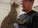 our F1 Savannah cat Ayo,