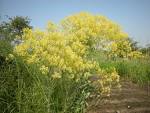 is Woad, <b>Isatis</b> tinctoria.