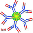 <b>IgM</b> diagram, with CH segments