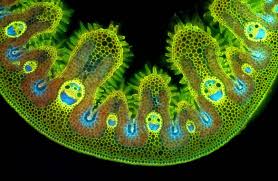 Just some happy grass cells under the microscope. : pics - 6ydXAS2