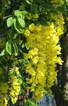 File:<b>Laburnum</b> anagyroides hanging flower cluster.jpg - Wikimedia