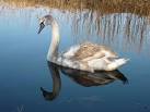No ugly duckling. This cygnet on the Lancaster Canal has almost outgrown his - via Daymix