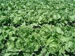 File:Iceberg lettuce in SB.jpg - Wikipedia, the free encyclopedia