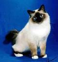 Birman - Cat Facts