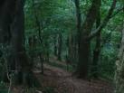 Jew's Wood - via Daymix