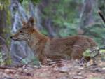 grey fox in public domain - via Daymix