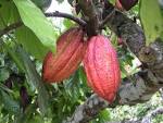 See more about where <b>cacao</b>