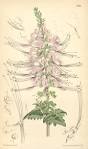 File:<b>Orthosiphon</b> stamineus.jpg