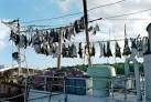 California shark fin ban advances - latimes.
