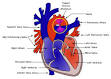 <b>Ductus arteriosus</b>