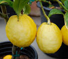 Etrog Citron - Citrus medica