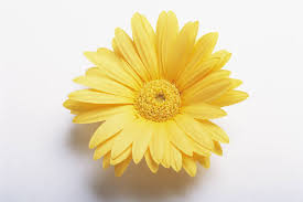 http://t1.gstatic.com/images?q=tbn:ANd9GcSBeYg8HNTqAxiLWNFJ-fCCTiGcsNHFlJbn9dU8rxHBGllli7dM