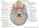 skull: inferior view of human skull -- Britannica Online Encyclopedia