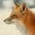 http://t1.gstatic.com/images?q=tbn:ANd9GcSBy2ewZrj1Z9QEjIfCSwYY-XK4IrxLMmLOWfT4LIWZMxr0_Xg0&t=1