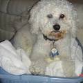 Bichon Frise Information and Pictures, Bichon Frises, Bichons