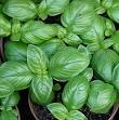 GardenSeed: Genovese Basil (Ocimum basilicum)