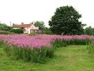 Path on Swardeston Common. Rosebay willowherb, seen in the foreground, - via Daymix