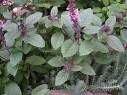 African Blue Basil « Edible Plant Project